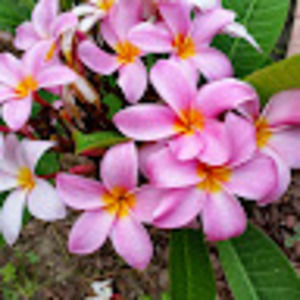 Meet your Posher, Celia